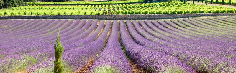 provence-vigne-lavande.JPG